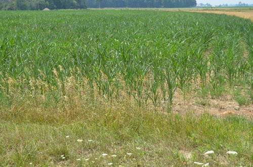 Property photo 7 - 51.5 Acres Offered in 5 tracts, 2 Farm Sites